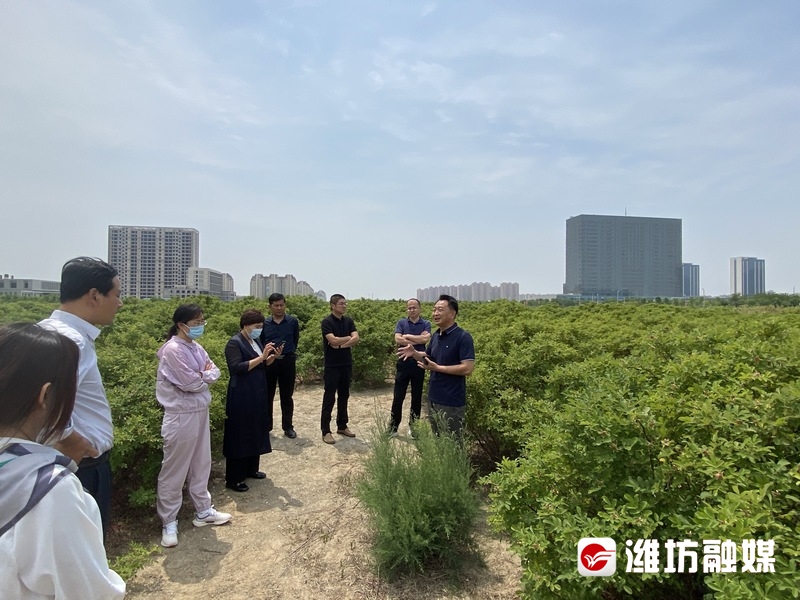 致富经玫瑰种植视频_玫瑰种植视频教程_种植玫瑰花的视频