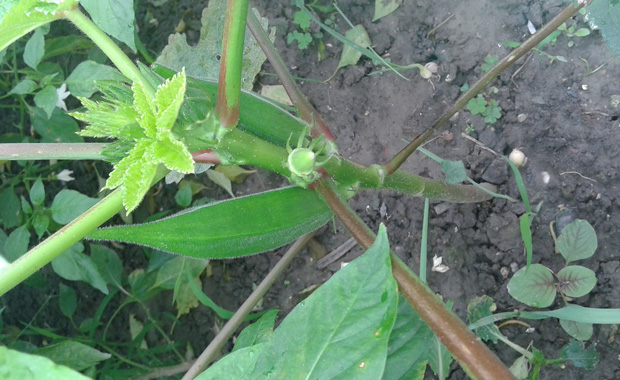 葵花的种植技术视频_黄金葵种植技术视频_小葵花种植视频