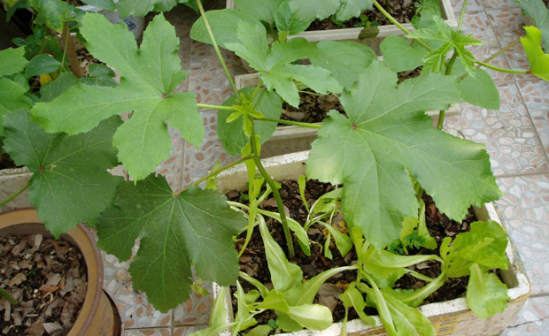 黄金葵种植技术视频_小葵花种植视频_葵花的种植技术视频