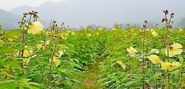 葵花的种植技术视频_黄金葵种植技术视频_小葵花种植视频