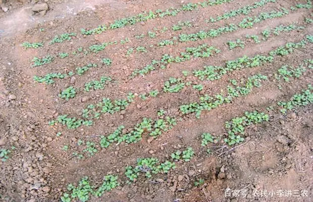 白菜种植管理技术_白菜种植管理技术有哪些_白菜种植管理技术视频