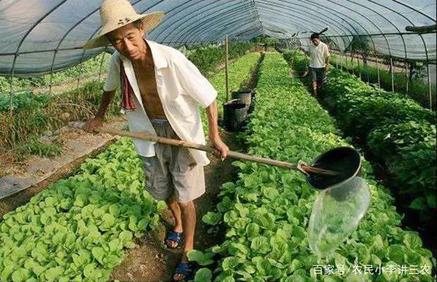 白菜种植管理技术视频_白菜种植管理技术_白菜种植管理技术有哪些