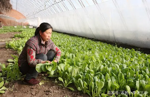 白菜种植管理技术有哪些_白菜种植管理技术_白菜种植管理技术视频