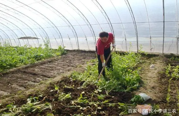 白菜种植管理技术_白菜种植管理技术视频_白菜种植管理技术有哪些