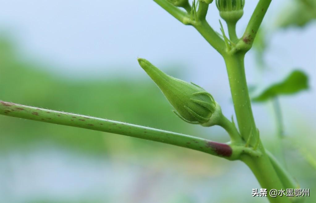 黄秋葵家庭种植方法