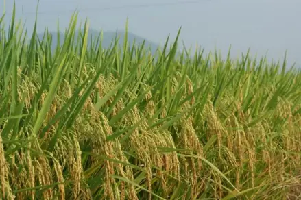 农村土地种植致富项目_种植土地致富方向_致富种植土地方向是什么