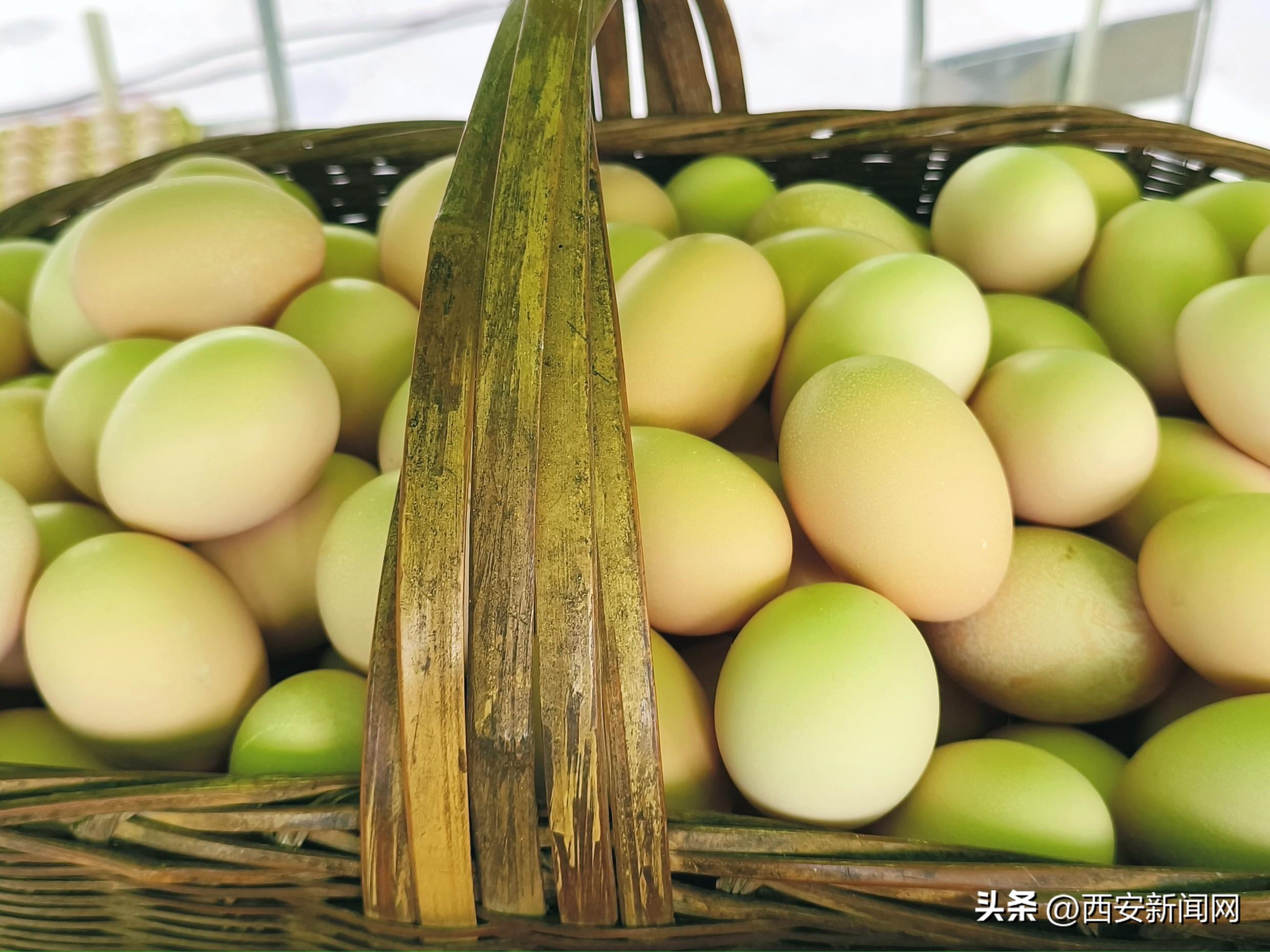 致富经养土鸡蛋视频_致富经蛋鸡养殖视频_生态鸡蛋致富经