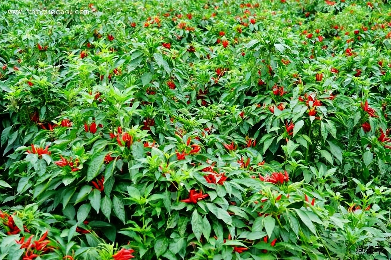 种地致富项目_致富种植土地方向有哪些_种植土地致富方向