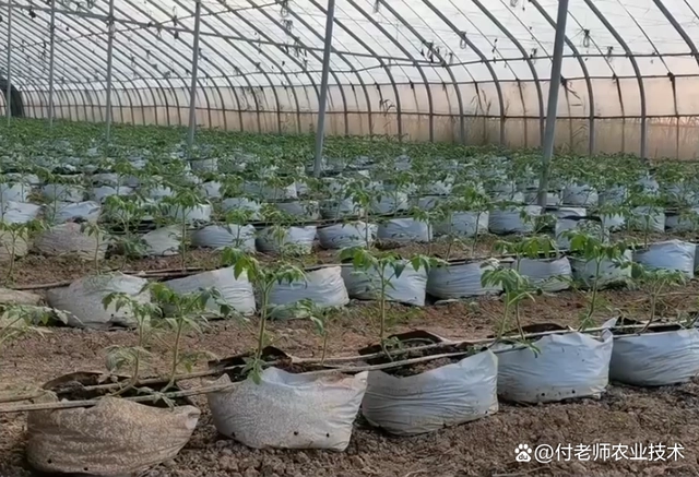 有机质无土种植致富经_致富经大棚无土种植_致富经无土栽培蔬菜