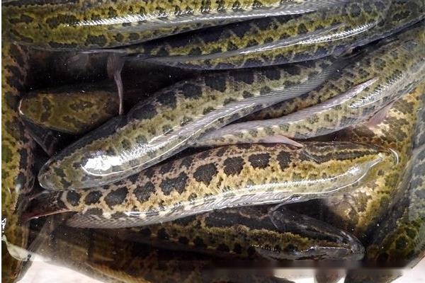 黑鱼的生活习性与食性、生长、生殖简述 第5张