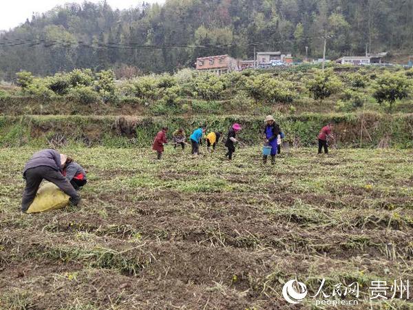 普定猫洞乡：探索林下经济新途径 谱写脱贫致富新篇章