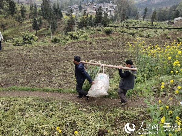 普定猫洞乡：探索林下经济新途径 谱写脱贫致富新篇章