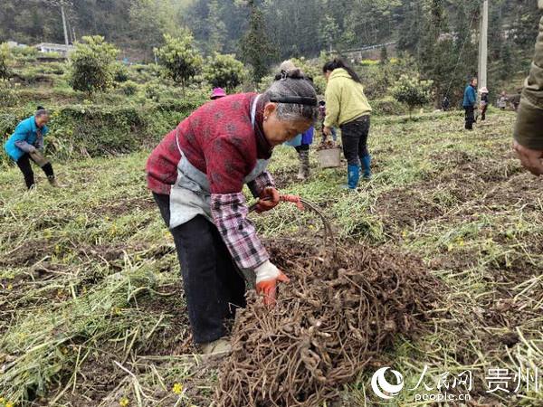 普定猫洞乡：探索林下经济新途径 谱写脱贫致富新篇章