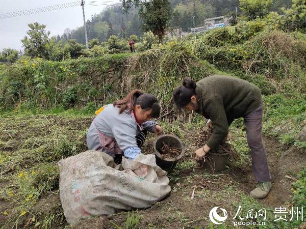 普定猫洞乡：探索林下经济新途径 谱写脱贫致富新篇章