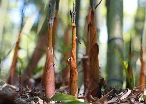 苦竹林养殖致富_致富养殖竹林苦菜视频_竹林生态养殖