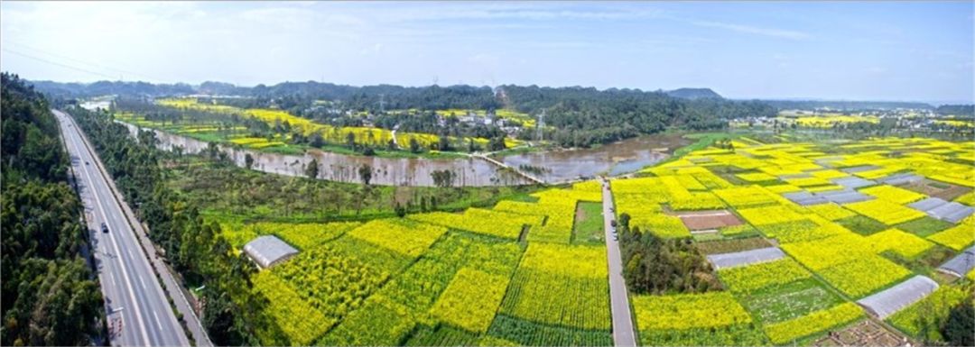 苦竹林养殖致富_致富养殖竹林苦菜视频_竹林生态养殖