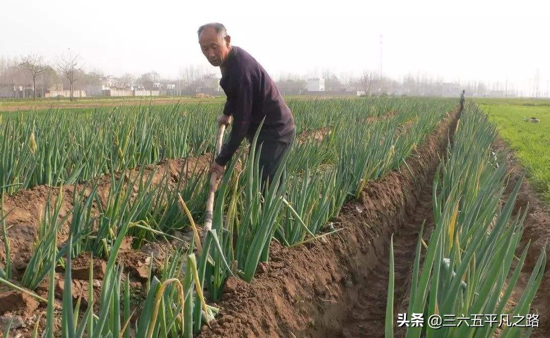 大棚大葱种植技术与管理_大棚大葱种植技术一_大棚大葱种植技术要点