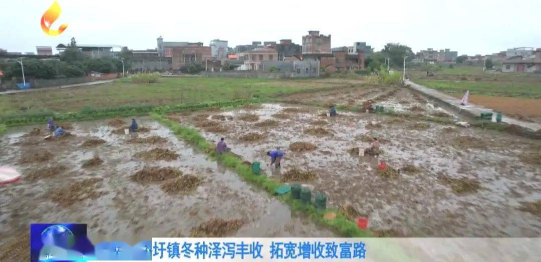 种植泽泻 致富增收_泽泻的种植条件和技术_泽泻种植技术