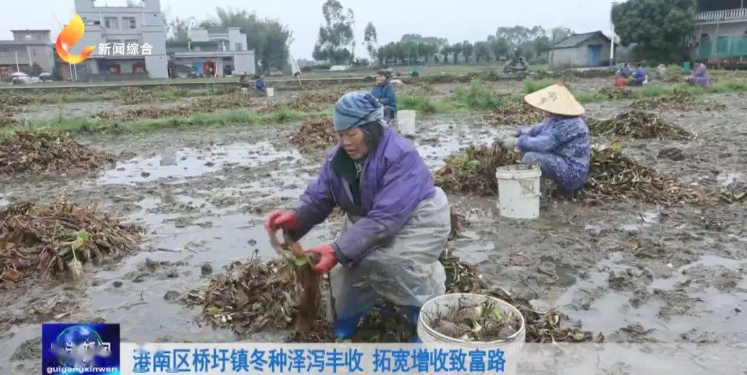 泽泻种植技术_种植泽泻 致富增收_泽泻的种植条件和技术