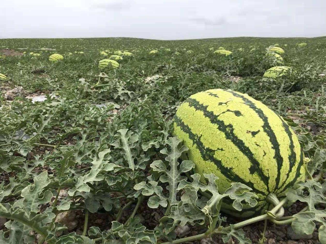 致富种植土地方向是什么_种植土地致富方向_种地致富项目