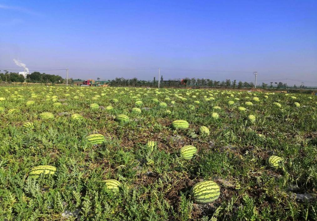 种植土地致富方向_致富种植土地方向是什么_种地致富项目