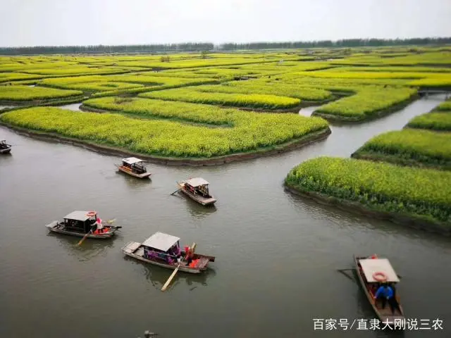 农民选择种植哪些作物更能增收呢？这几个耕种项目值得参考下