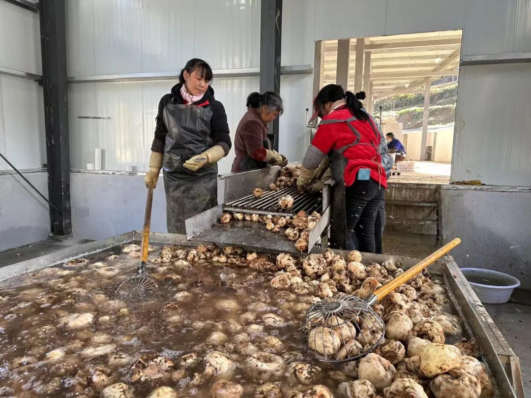 巫溪药材种植_巫溪种植致富项目_致富种植巫溪项目有哪些