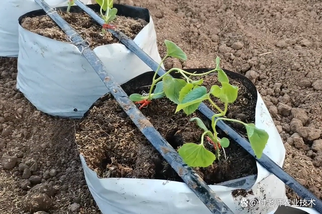 致富经无土栽培蔬菜_有机质无土种植致富经_致富经无土栽培