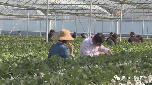 自动灌溉  蜜蜂传粉   昌宁无土栽培草莓受热捧