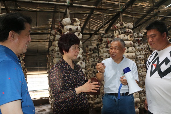 新乡市这个全国最大的平菇发酵料种植基地，农科院是他们的技术“靠山”