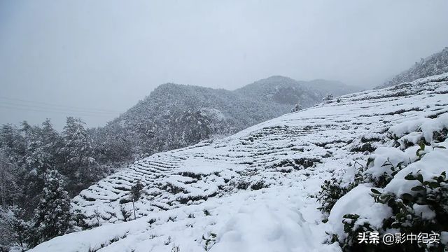 致富经说季红霞野猪_致富经20161227养野猪_致富经特种野猪