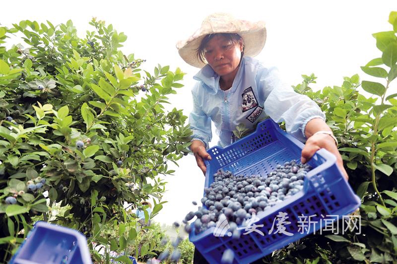 集体经济：领跑富民强村路