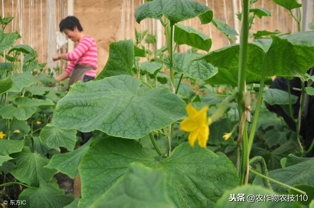 冬季大棚黄瓜种植的高产栽培技术