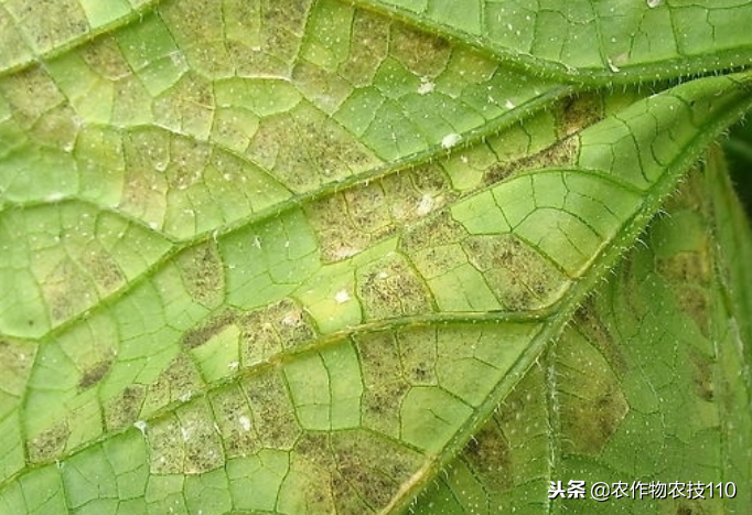 大棚大葱种植技术要点_大棚大葱种植技术一_大棚葱的种植怎样种植