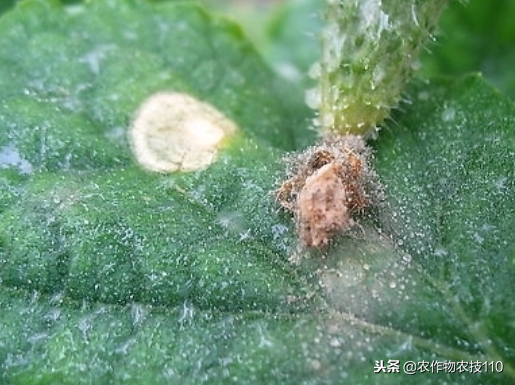 大棚大葱种植技术要点_大棚大葱种植技术一_大棚葱的种植怎样种植