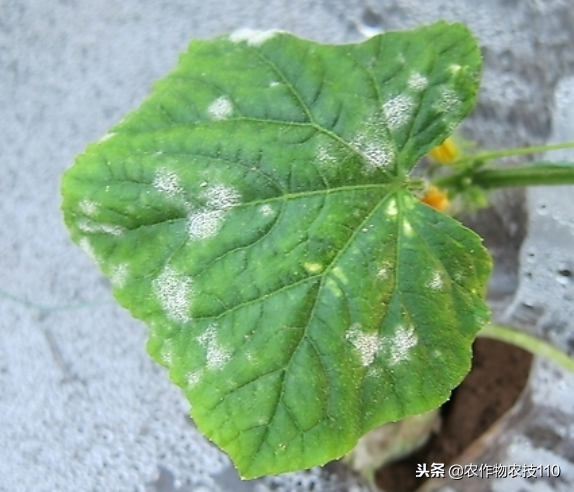 大棚葱的种植怎样种植_大棚大葱种植技术一_大棚大葱种植技术要点