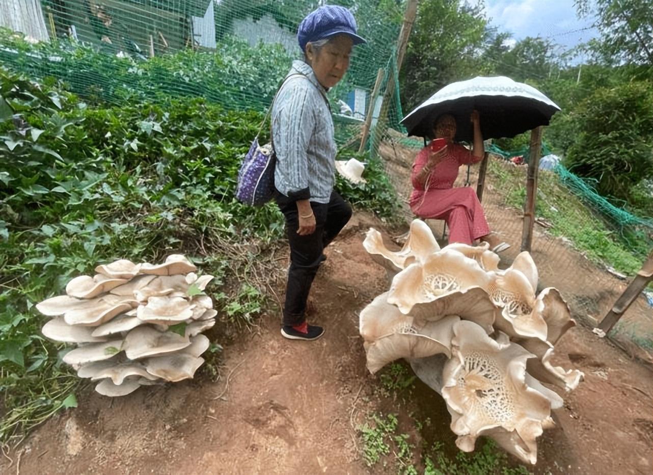 平茹种植技术视频_怎样种平菇视频解说_如何种植平菇视频教程