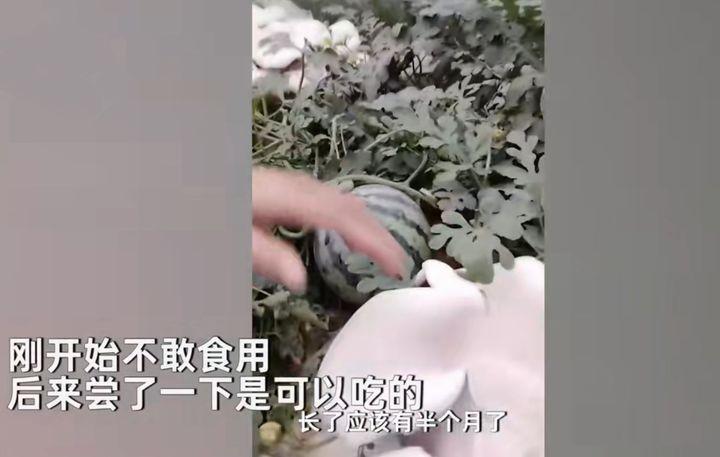 怎样种平菇视频解说_如何种植平菇视频教程_平茹种植技术视频