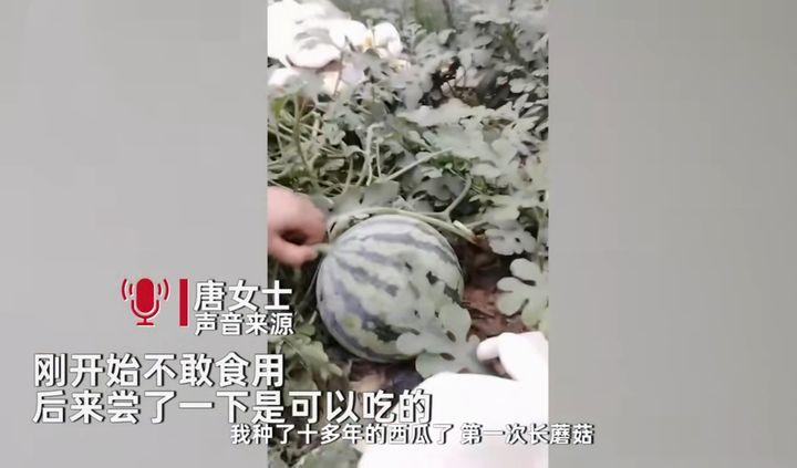 怎样种平菇视频解说_如何种植平菇视频教程_平茹种植技术视频