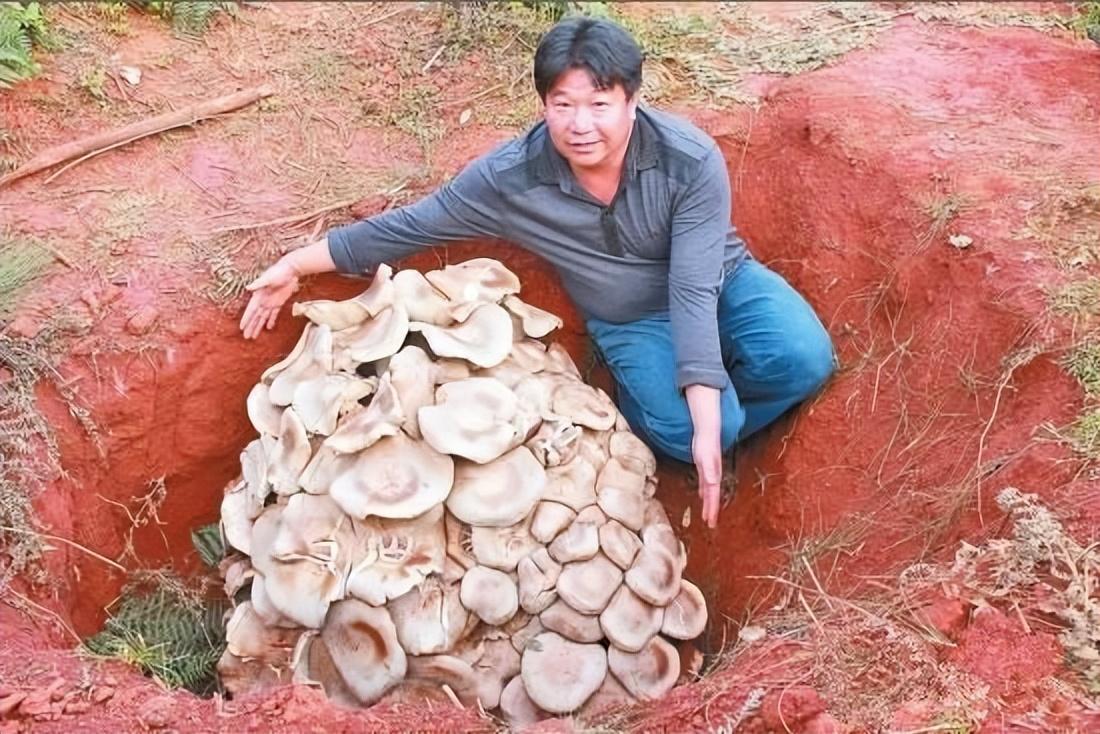 平茹种植技术视频_如何种植平菇视频教程_怎样种平菇视频解说