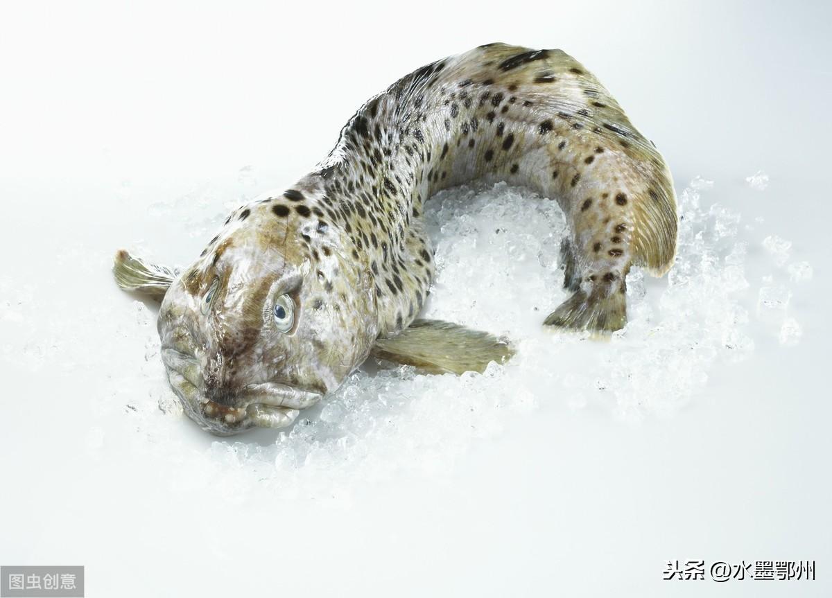 淡水白鲳养殖视频_淡水白鲳鱼苗如何饲养_淡水白鲳鱼的养殖技术