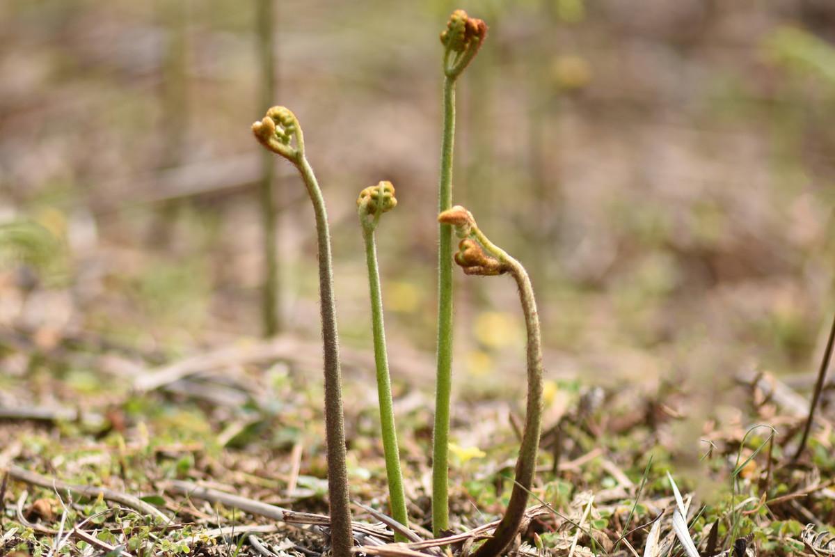 蕨菜种植技术资料_蕨菜怎样种植技术_如何种植蕨菜