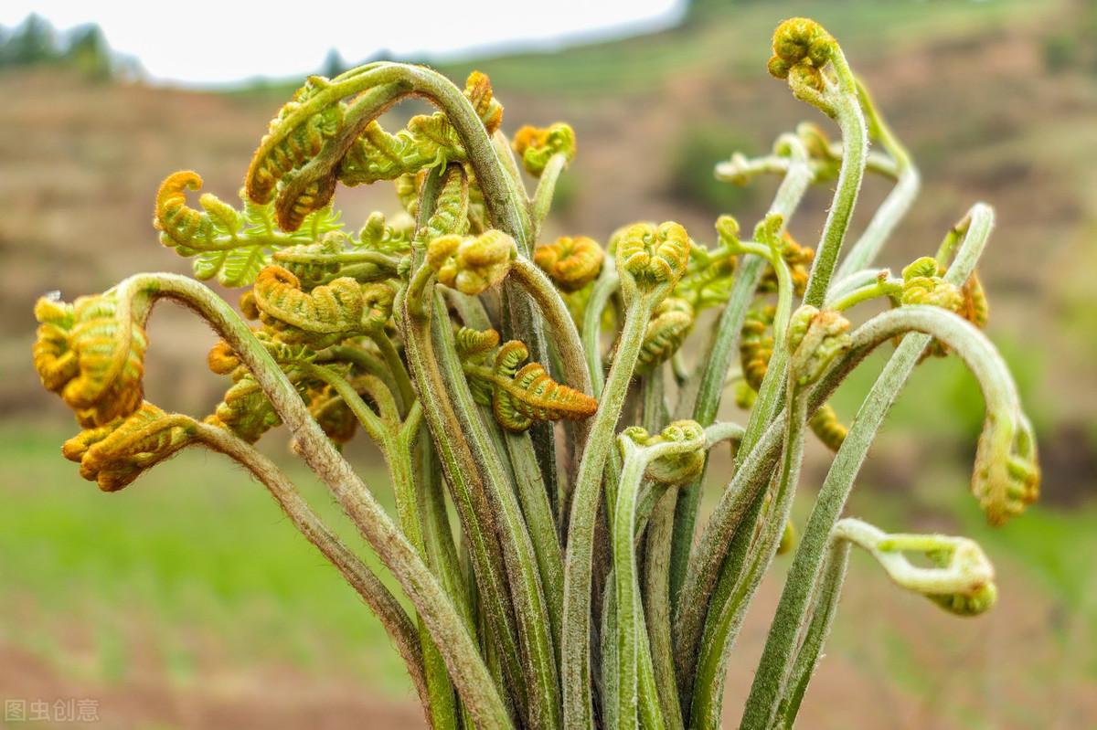 蕨菜种植技术资料_蕨菜怎样种植技术_如何种植蕨菜