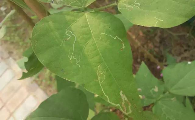 冬季大棚种植技术豆角视频_冬季大棚豆角的种植技术_大棚冬天种豆角几月份能采收