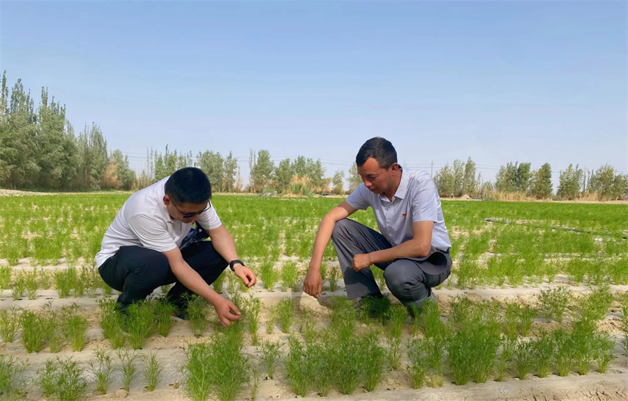 农民致富种植项目_致富种植农民特色产业_农民特色种植致富