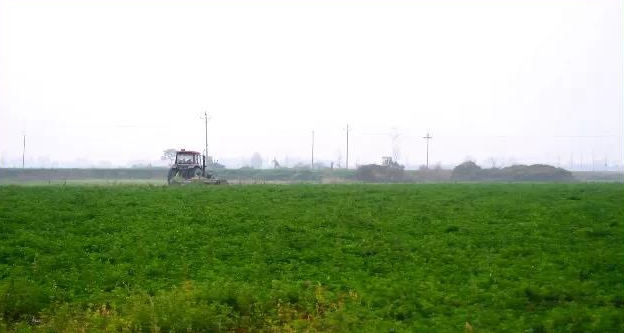 致富种植农民特色农作物_农村致富新项目种植业_农民特色种植致富