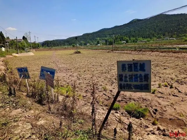 致富经小龙虾养殖技术_致富经小龙虾养殖视频播放_致富经刘小龙龙虾