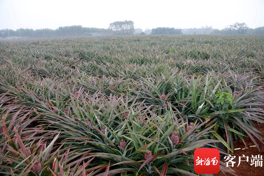 释迦果种植视频中央7_怎么种植释迦果的种子_释迦果的种植技术视频