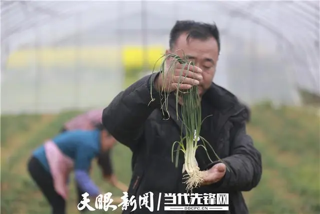 农民特色种植致富_农民致富种植项目_农村致富新项目种植业