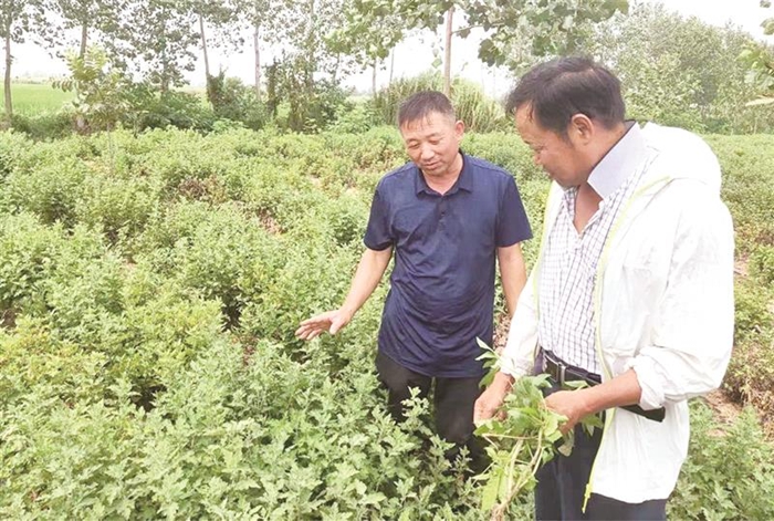 望江：种植中药材 撑起“致富伞”